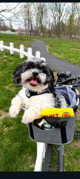 Wilson -  Shih Tzu and Miniature Poodle Dog for Adoption in Lewis Center, Ohio - Wilson | PetCurious