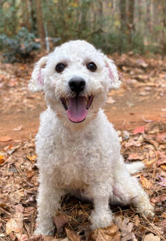 Rescue Poodle Dogs for Adoption in Arlington, Virginia - Carter | PetCurious