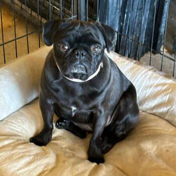 Pug Dogs Available for Adoption in Loves Park, Illinois - Rakata | PetCurious