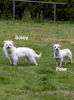 Maltese and Chihuahua Dogs Available for Adoption in Plymouth, Connecticut - BOBBY Brady Bunch | PetCurious