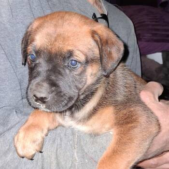 Labrador Retriever and German Shepherd Dog Dogs Available for Adoption - Puppy #1 | PetCurious