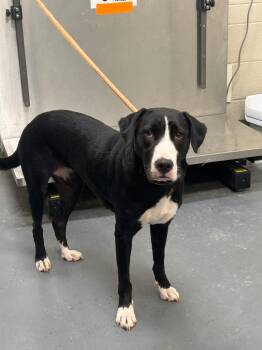 2026-08-061 -  Labrador Retriever Dog for Adoption in Winder, Georgia - 2026-08-061 | PetCurious
