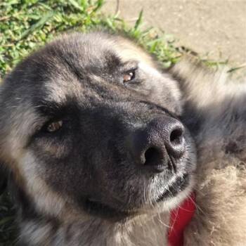 Rescue Great Pyrenees and Mixed Breed Dogs for Adoption in Dallas, Texas - Chief | PetCurious