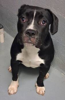 Labrador Retriever Dogs Available for Adoption in Stuart, Virginia - Jelly Belly | PetCurious