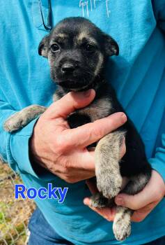 Golden Retriever and Mixed Breed Dogs Available for Adoption - Rocky  | PetCurious