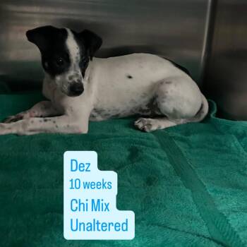 Dez -  Chihuahua Dog for Adoption in Tampa, Florida - Dez | PetCurious