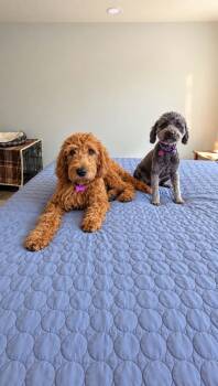 Violet -  Poodle Dog for Adoption in Corona, California - Violet | PetCurious