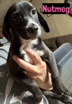 Nutmeg -  Beagle Dog for Adoption in Grand Rapids, Michigan - Nutmeg | PetCurious
