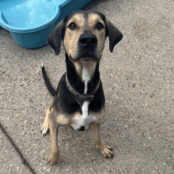 Mixed Breed Dogs Available for Adoption in Charleston, West Virginia - Odie | PetCurious