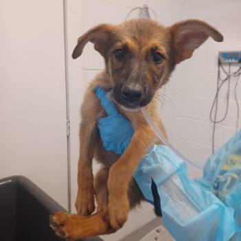 Orchid Mantis -  German Shepherd Dog and Belgian Shepherd Malinois Dog for Adoption in Hattiesburg, Mississippi - Orchid Mantis | PetCurious