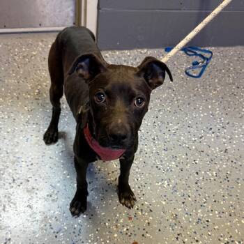 TUSC-Stray-84947 -  Pit Bull Terrier and Mixed Breed Dog for Adoption in Tuscaloosa, Alabama - TUSC-Stray-84947 | PetCurious