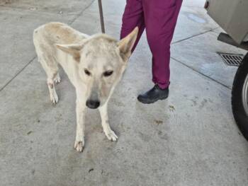 German Shepherd Dog Dogs Available for Adoption in Texas City, Texas - WINTER | PetCurious