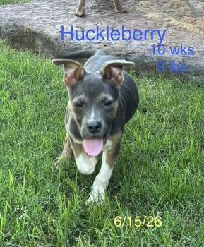 Huckleberry -  Pit Bull Terrier and Australian Shepherd Dog for Adoption in Welling, Oklahoma - Huckleberry | PetCurious