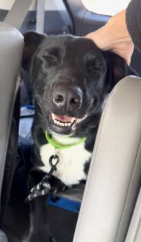 Black Labrador Retriever and Pit Bull Terrier Dogs Available for Adoption - Dylan  | PetCurious