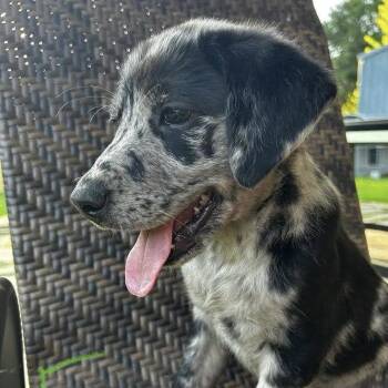 Labrador Retriever Dogs Available for Adoption in Sterling, Massachusetts - Oakley - 11 Weeks ( Avail 6/3) | PetCurious