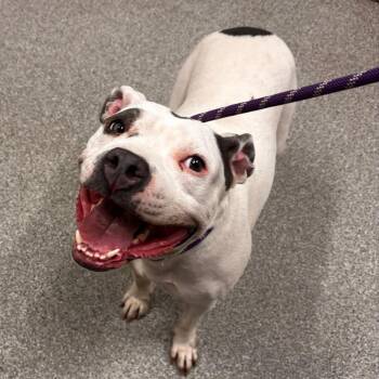 Smiley -  Pit Bull Terrier and Mixed Breed Dog for Adoption in Matteson, Illinois - Smiley | PetCurious