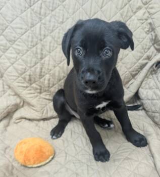Liberty -  Labrador Retriever Dog for Adoption in Little Rock, Arkansas - Liberty | PetCurious