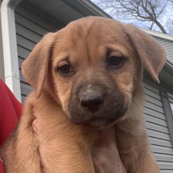 Labrador Retriever Dogs Available for Adoption - Abilene Goodheart | PetCurious