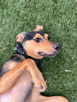 Rescue Chiweenie Dogs for Adoption in Rockville, Maryland - Danny | PetCurious