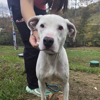 Fig Newton -  Mixed Breed Dog for Adoption in Spruce Pine, North Carolina - Fig Newton | PetCurious
