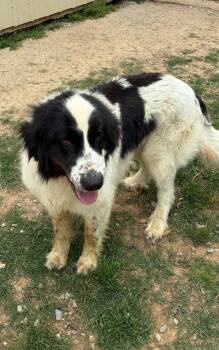 Great Pyrenees and Mixed Breed Dogs Available for Adoption in Fayetteville, Tennessee - Mick Jagger | PetCurious