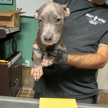 IVHS-Stray-143003 -  Pit Bull Terrier Dog for Adoption in San Gabriel, California - IVHS-Stray-143003 | PetCurious