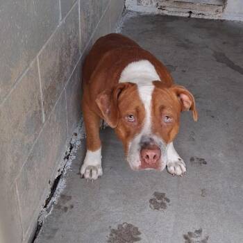 Roy -  Mixed Breed Dog for Adoption in Summerville, South Carolina - Roy | PetCurious