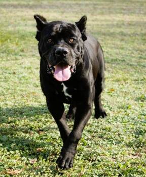 Sioux -  Cane Corso Dog for Adoption in Norwood, Georgia - Sioux | PetCurious