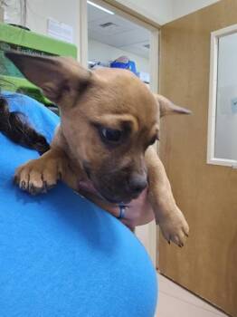 Carl -  French Bulldog and Corgi Dog for Adoption in Kennewick, Washington - Carl | PetCurious