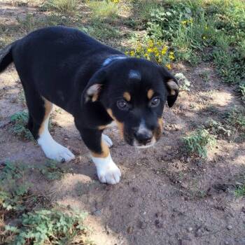 Socks -  Mixed Breed Dog for Adoption in Chino Valley, Arizona - Socks | PetCurious