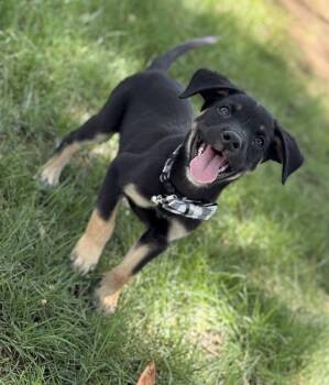 Rescue Rottweiler and Labrador Retriever Dogs for Adoption in Phoenix, Arizona - Tango | PetCurious