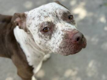 Pit Bull Terrier Dogs Available for Adoption in Tulsa, Oklahoma - SIR | PetCurious