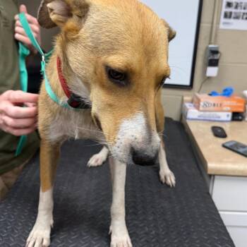 Cindy-Lou -  Whippet and Smooth Collie Dog for Adoption in Madisonville, Kentucky - Cindy-Lou | PetCurious