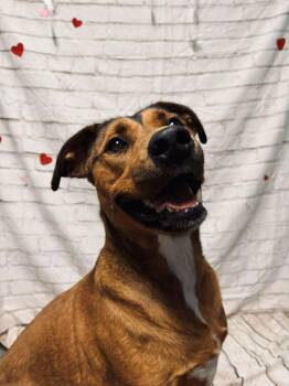 Rescue Mixed Breed Dogs for Adoption in Statesboro, Georgia - Tank | PetCurious