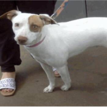 Sunny -  Mixed Breed Dog for Adoption in Chicago, Illinois - Sunny | PetCurious
