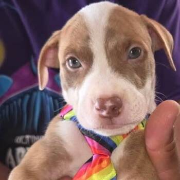 Pit Bull Terrier Dogs Available for Adoption in Rincón, Rincón - Moses | PetCurious