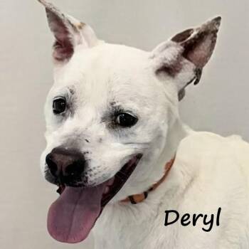 Deryl -  Pit Bull Terrier Dog for Adoption in Aurora, Nebraska - Deryl | PetCurious
