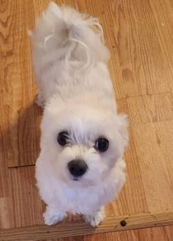 Maltese Dogs Available for Adoption - Tala | PetCurious