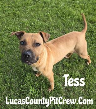 American Staffordshire Terrier and Pit Bull Terrier Dogs Available for Adoption in Toledo, Ohio - Tess | PetCurious