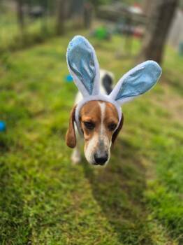 Beagle Dogs Available for Adoption in Dover, Arkansas - Hoss | PetCurious