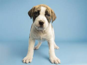 Pit Bull Terrier Dogs Available for Adoption in Phoenix, Arizona - BOOKER | PetCurious