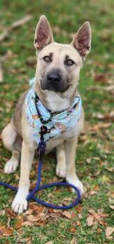 ANGEL -  German Shepherd Dog and Mixed Breed Dog for Adoption in Baytown, Texas - ANGEL | PetCurious