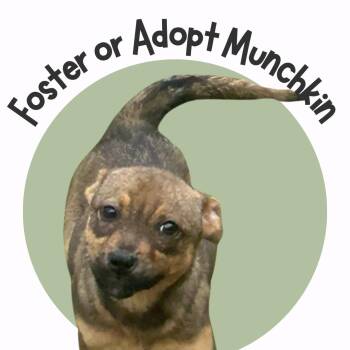 Rescue German Shepherd Dog Dogs for Adoption in Egg Harbor Township, New Jersey - Munchkin | PetCurious