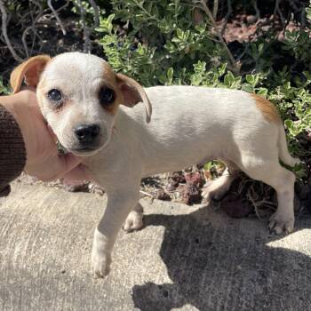 Rescue Chihuahua Dogs for Adoption in Harlingen, Texas - Peanut | PetCurious