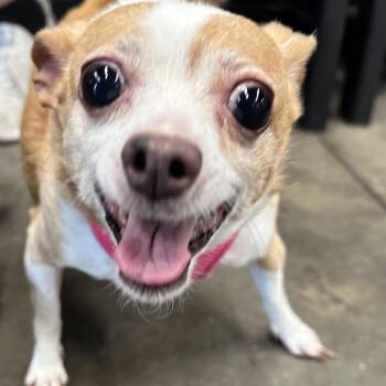Chihuahua and Mixed Breed Dogs Available for Adoption - Lucy | PetCurious