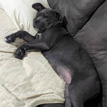 Cane Corso and Mixed Breed Dogs Available for Adoption - Sailor | PetCurious