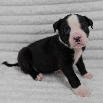 Black Labrador Retriever and Rottweiler Dogs Available for Adoption in Fulton, Missouri - Riot | PetCurious