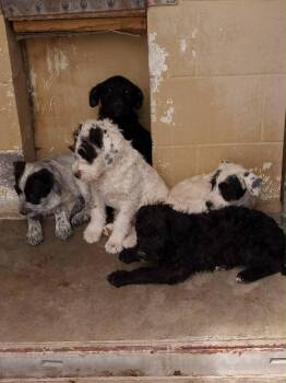 Poodle and Cattle Dog Dogs Available for Adoption - FOSTER ME - Dahlia | PetCurious