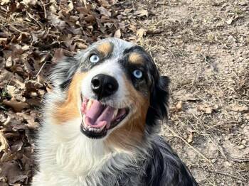 Australian Shepherd Dogs Available for Adoption - 1016 Hunter | PetCurious