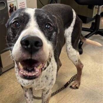Jeremiah A220477 -  German Shorthaired Pointer Dog for Adoption in Plano, Texas - Jeremiah A220477 | PetCurious